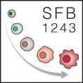 SFB1243_logo_klein